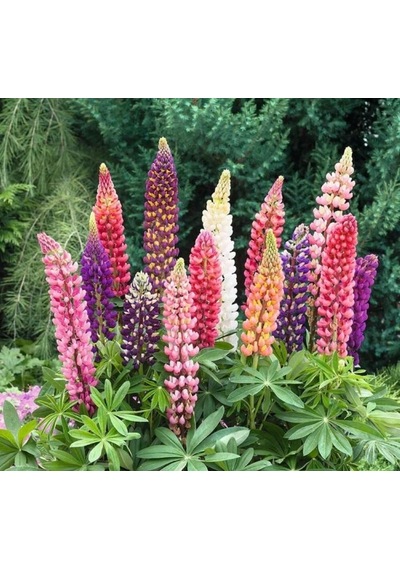 Lupin Çiçeği Çoklu Tohum - 30 Tohum - Karışık Renk