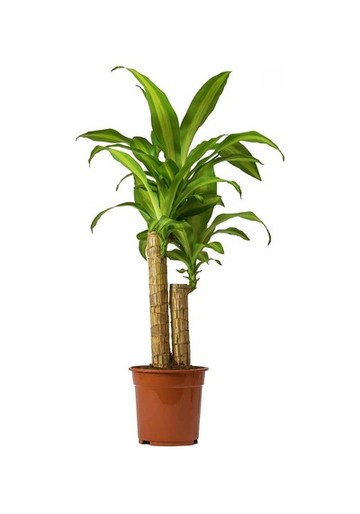 Dracena Massengena 2’li 100-120 cm