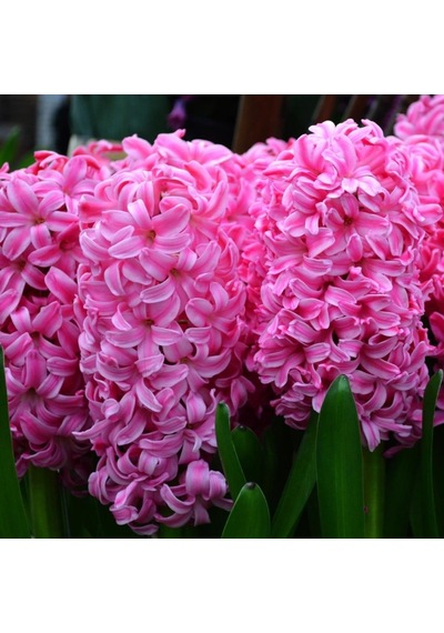 Naturel Pink Surprise Sümbül Soğanı 3 Adet