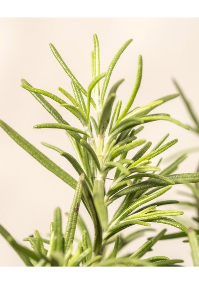 Dayanıklı Ve Lezzetli 2 Yaşında Biberiye Rosmarinus Officinalis