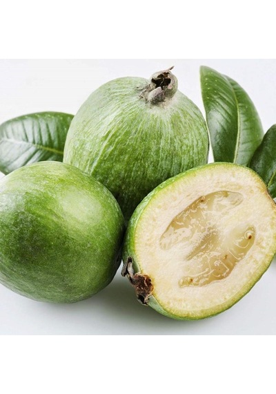 Tüplü Nadir Bulunan Feijoa Kaymak Ağacı Fidanı