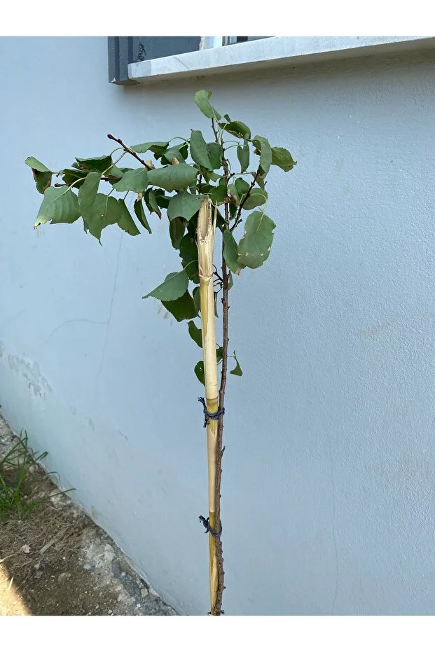 Şekerpare Kayısı Fidanı - 2 Yaş Tüplü, Canlı, Sağlıklı 140 Cm