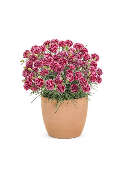 Serada Decor Plant Kokulu Açık Kırmızı Bodur Karanfil Bitkisi Dianthus Caryophyllus Red
