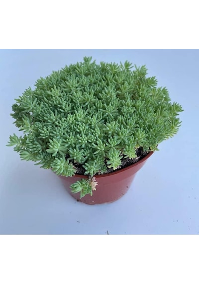 Sedum Tohumu İri Damarlı Yapraklar Yeşil Renkli - 15 Tohum Standart