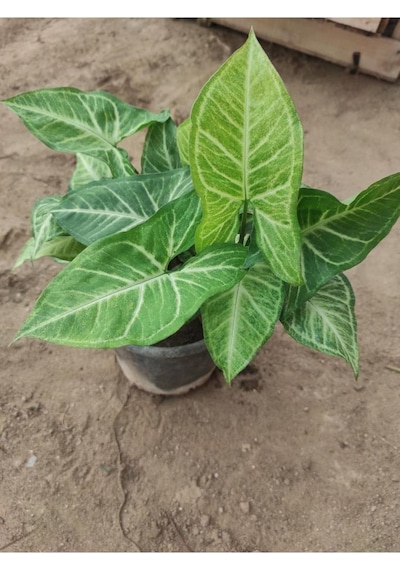 Melek Kanadı Çiçeği Fidanı 10-20 Cm