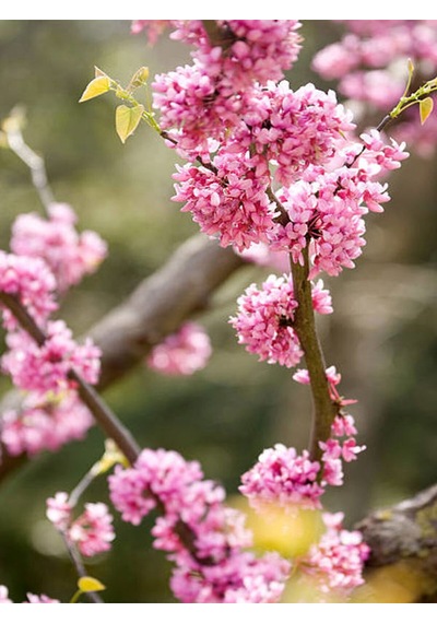 Pembe Erguvan Ağacı Fidanı 1 Adet Saksılı/tüplü 50-70cm Pink Cercis