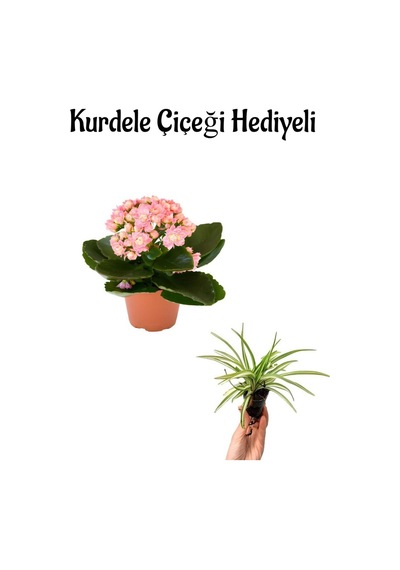 Hediyelik Açık Pembe Renk Kalanşo Kalanchoe Çiçeği Öğretmenler Gününe Özel Kurdele Çiçeği Hediyeli