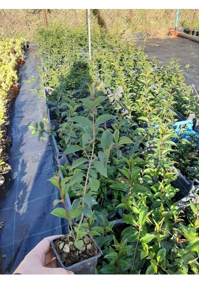 Tüplü KurtbLigustrum Bahçe Çit Set Fidanı 30 - 50 Cm