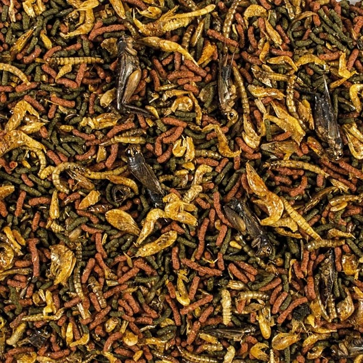 Tropical Soft Line Carnivore 500 Gram Kovadan Bölme