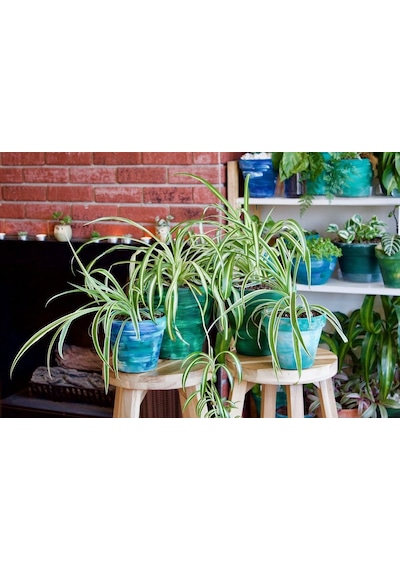Kurdele Çiçeği Chlorophytum Comosum - Askılı Saksıda 5 Adet