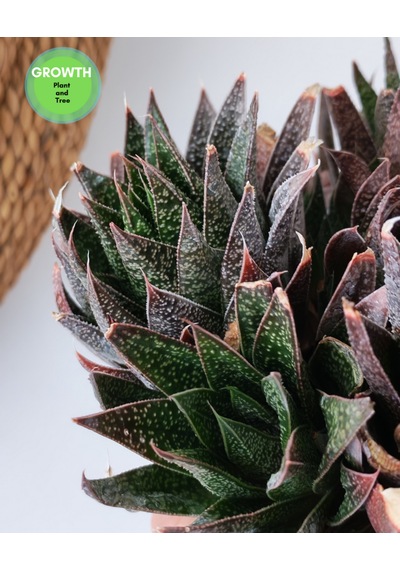 Gasteria Flow Group 1 Adet