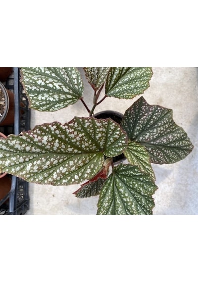 Videolu Çilli Begonya 1 Adet Saksılı 20-40cm Iç Mekan Salon Bitkisi Begonia Corallina