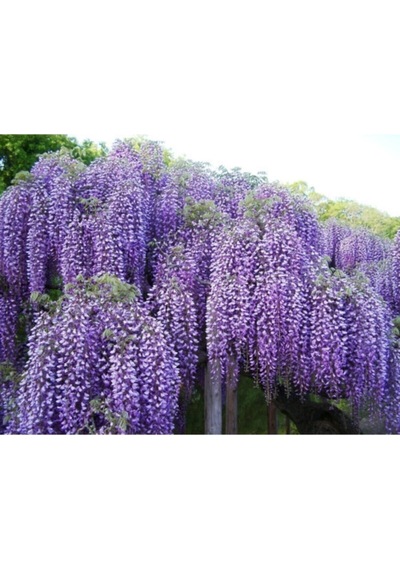 Mor Salkım 80 Cm Saksılı/tüplü Dış Mekan Sarmaşık Bitkileri Wisteria