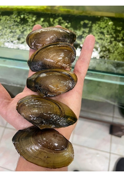 Doğal Filtrasyon Tatlı Su Midyesi 5 Adet Xl Boy