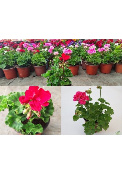 Pembe Sardunya Çiçeği 1 Adet 30-60cm Saksılı Bahçe Salon Bitkisi
