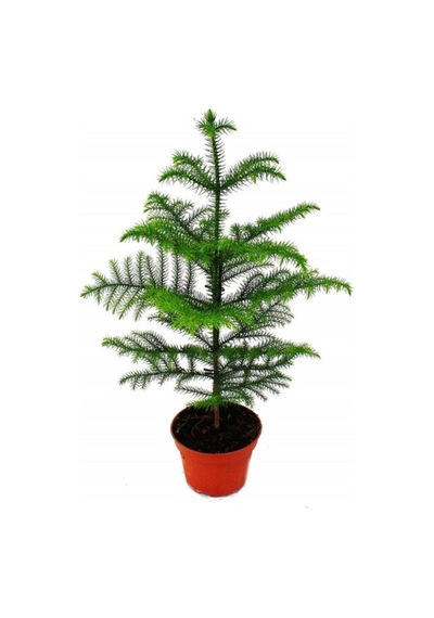 Videolu Salon Çamı Arokarya 1 Adet Saksılı/ Tüplü 60-80 Cm Ev Ofis Salon Bitkisi Araucaria