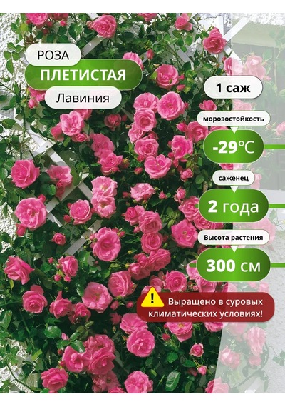 Lavinia Tırmanıcı Gül Fidanı