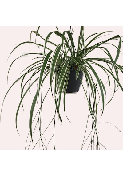 Chlorophytum - Askılı Kurdela Çiçeği