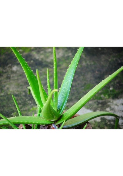 Alovera Çiçeği Fidanı 30-50cm Saksılı Çiçekli Bodur Bitkiler Aloe Barbadensis Miller