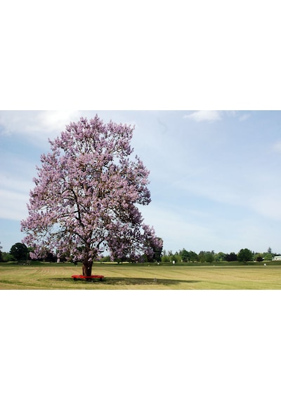 PAVLONYA AĞACI FİDANI - Paulownia Tementosa 30-50 cm