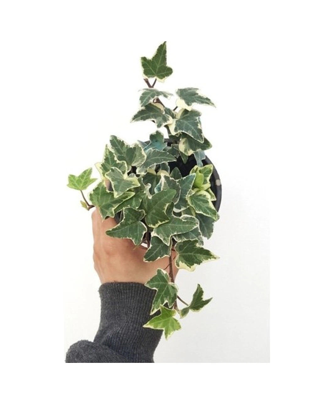 Hedera Helix Eva Hedera Variegata Alacalı Yapraklı Sarmaşık Fidanı