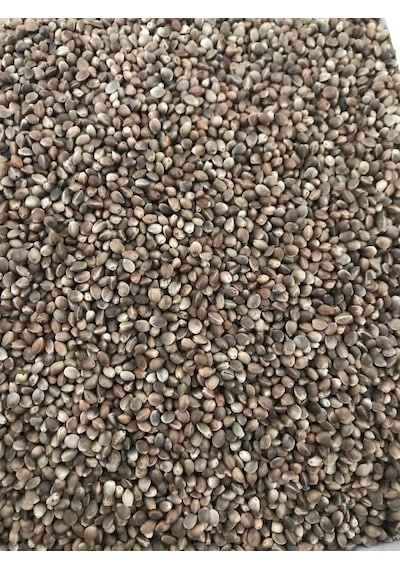 Vivid Kenevir Tohumu 1 KG Yeni Mahsul