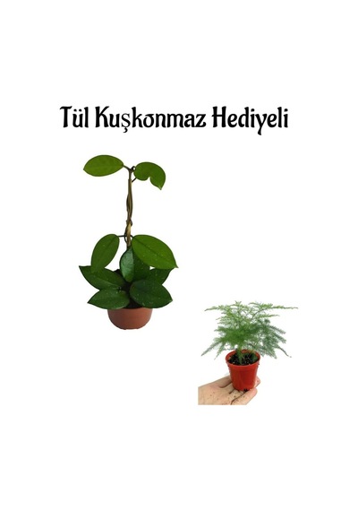 Pembe Renk Hoya Çiçeği Bitkisi Anneler Gününe Özel Tül Kuşkonmaz Hediyeli