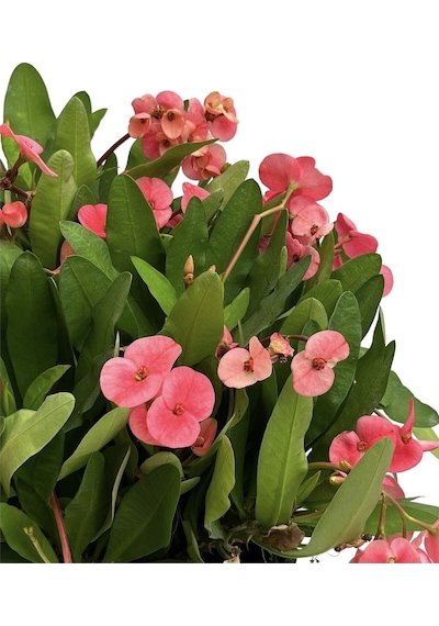 Pembe Milli Dikenler Tacı Çiçeği Mega Boy 1 Adet Saksılı 40-60 Cm Kaktüs Euphorbia
