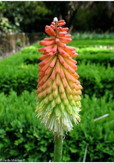 Fener Çiçeği Tohumu Kniphofia Uvaria Tohumu Ekim Seti 10 Adet Tohum + Saksı + Toprak