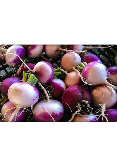 Bt Burşal Şalgam Totumu 10 GR