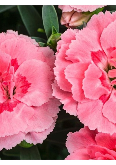 Avantajlı Ürün 4 Adet Saksılı Pembe Renk Karanfil Çiçeği 15-25cm Pink Dianthus