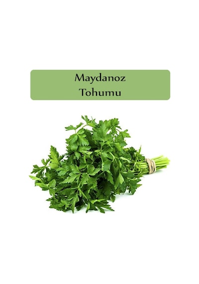 Maydanoz Tohumu 1 Paket Ekmeye Uygun Verimi Yüksek Paket Tohum Maydonoz Tohumu
