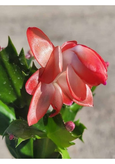 Kırmızı Renk Yılbaşı Çiçeği Saksılı 10-15cm 1 Adet Red Schlumbergera Truncata