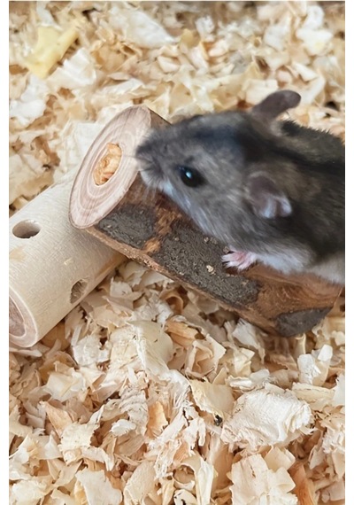 1 Adet Doğal Ahşap Çiğneme Oyuncağı - Hamster, Tavşan Ve Kemirgenler İçin Diş Kaşıyıcı Çubuk