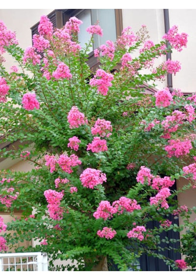 Videolu Hoş Kokulu 3 Adet Pembe Oya Ağacı Fidanı 30-65cm Tüplü\saksılı Lacebark Pine Sapling