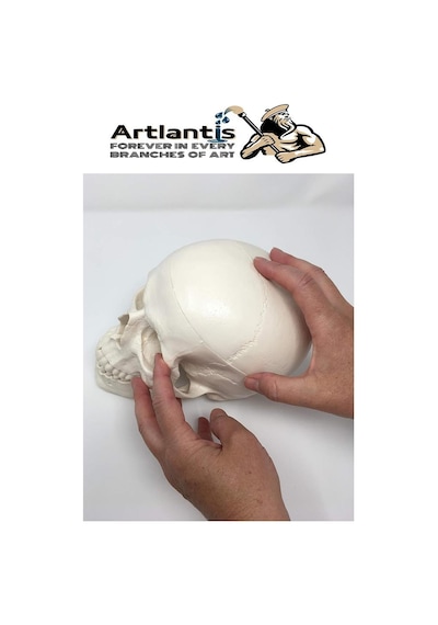 İnsan Kafatası Anatomisi Modeli 1 Adet Kafatası Maketi Gerçek Boyut Anatomik Modeli Deney Bilim Tıbbi Model Cranium