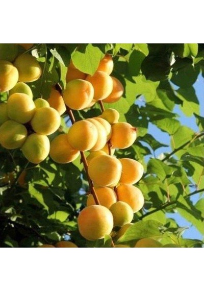 Tüplü Aşılı Ninfa Cinsi Kayısı Fidanı +80cm