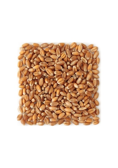 Yemli̇k Buğday 25 Kg - Kuş-Tavuk-Kaz-ördek. Kanatli Yemi̇