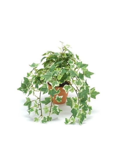 Mini Hedera Alacalı Salon Sarmaşığı- Hedera Helix Variegata Askılı Saksıda 5 Adet