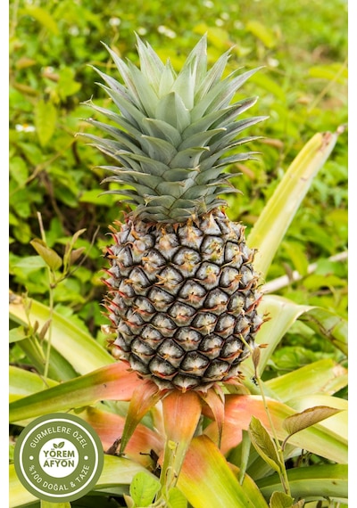 Yörem Afyon Meşhur Mersin Yöresinden %100 Meyve Glütensiz Yaprak Ananas Kurusu, Cips Ananas Comosus 70gr. 70 G