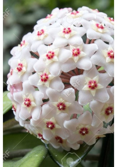 Beyaz Mum Çiçeği Hoya 10-15cm Yavru