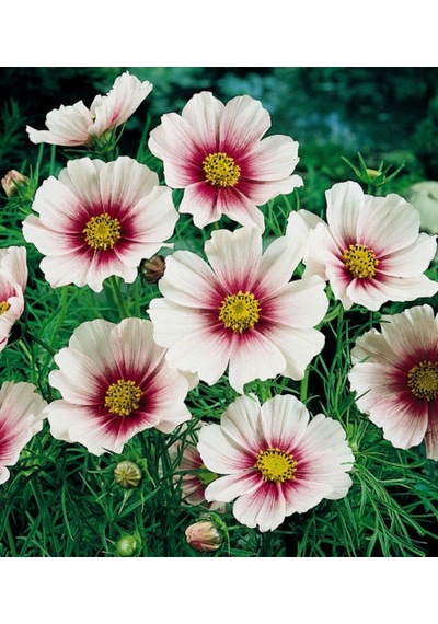 30+Muhteşem Çiçekli Cosmos Daydream Çiçek Tohumu