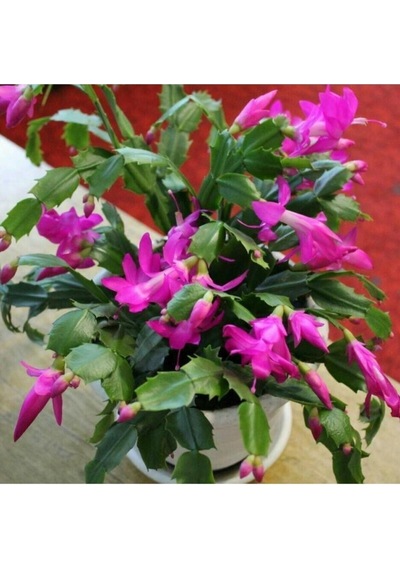 Hediyelik 1 Adet Yılbaşı Çiçeği Fidanı 5-25cm Saksılı Christmas Flower