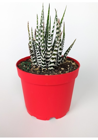 Zebra Sukulent Haworthia Fasciata Alba Beyaz Benekli Özel Tür Suk