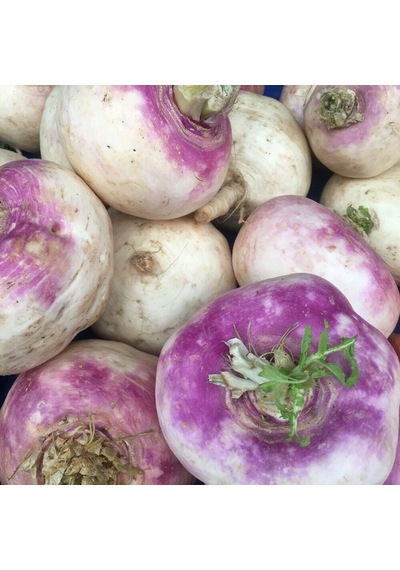 Şalgam Turpu Turnip Tohumu 10 Gr Paket 1 Paket