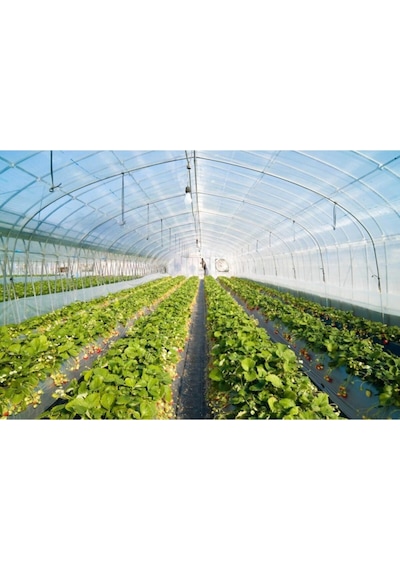 10x29 36 Aylık Sera Naylonu 350 Mikron Branda Örtüsü Uv - Eva-ab Katkı Xömbx4