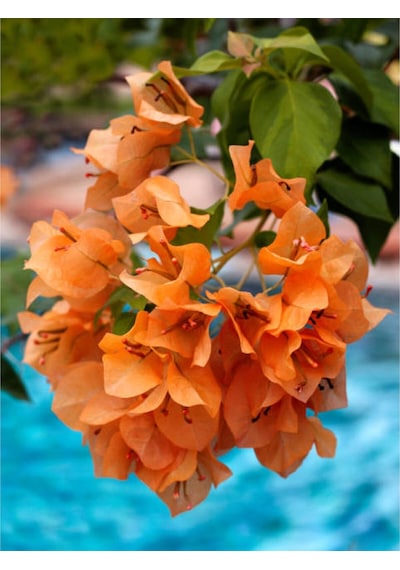 Turuncu Sarmaşık Begonvil 40 70 Cm 1 Adet Saksılı Çiçekli Bitki Bougainvillea