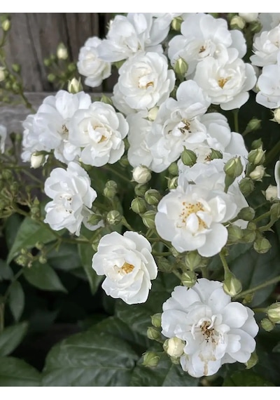 Dream Roses Gül Fidanı Girland De Amou 149507524