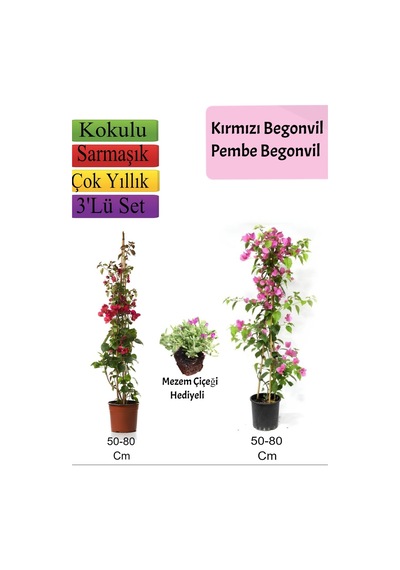 Kırmızı+ Pembe Begonvil+ Mezem Çiçeği Hediyeli