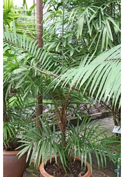 Palmiye Fidanı 50 60 Cm